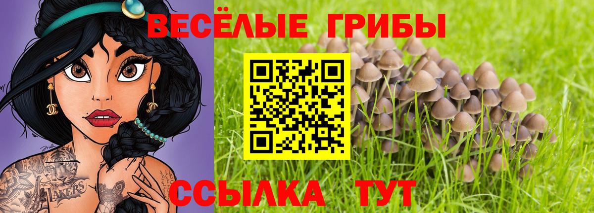 Псилоцибиновые грибы мицелий Ставрополь